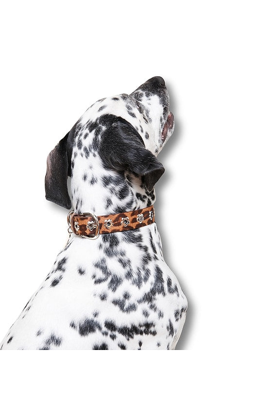 Cougar Flower Power Collar