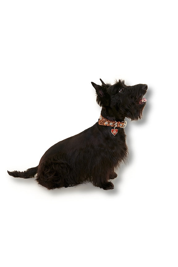 Cougar Flower Power Collar