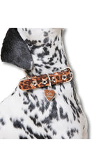 Cougar Flower Power Collar