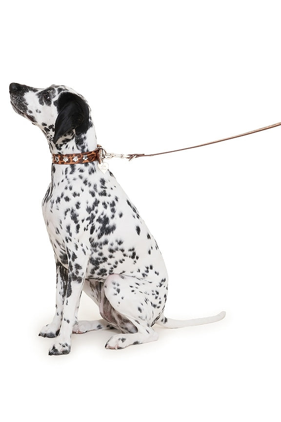 Cougar Flower Power Leash