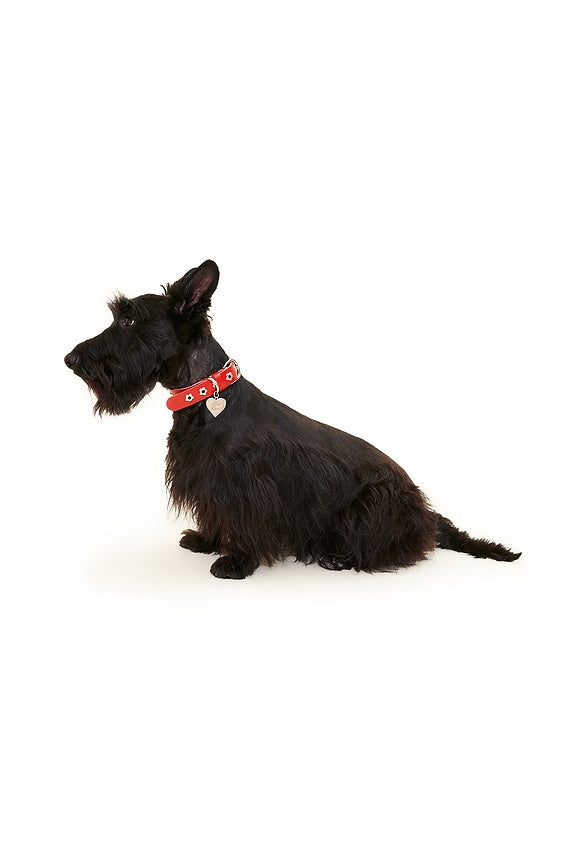 Ruby Flower Power Collar