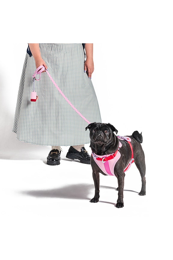 Small Leash