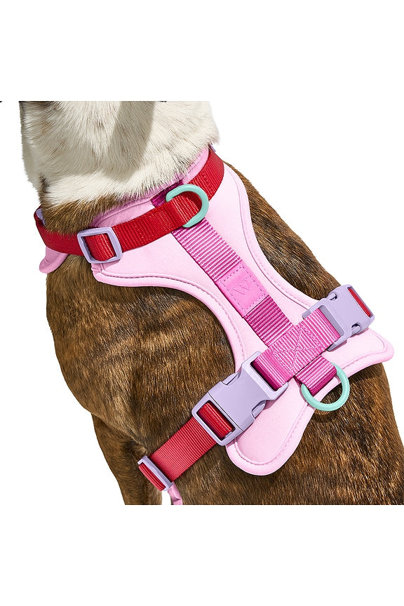 Extra Small Harness