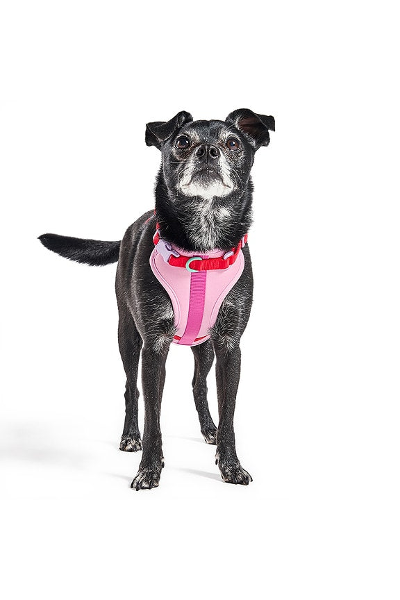 Extra Small Harness