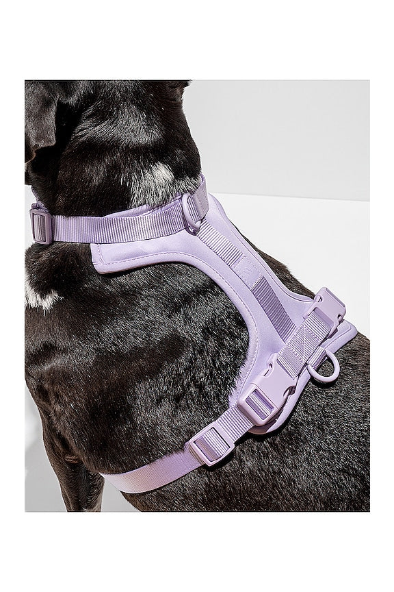 Harness