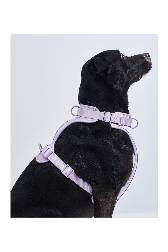 Harness