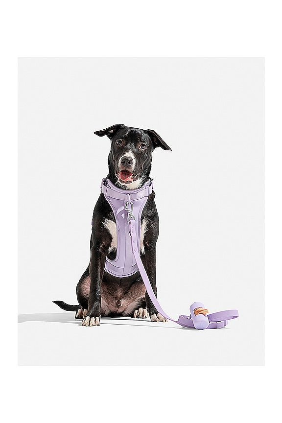 Harness
